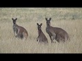 Mating Kangaroos - A First.