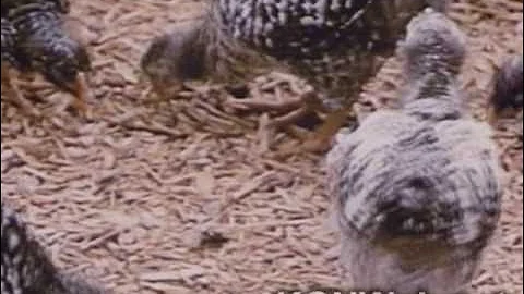 Coccidiosis In Chickens