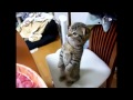 2 minuti di video per desiderare un gatto