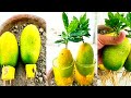 Growing Mango from seed | mango growing in container #fruit #mango #garden