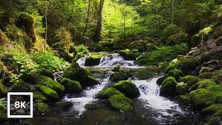 8K HDR Nature Ambience for TVs | Forest Stream Ambience 🌿 Soothing Water Sounds