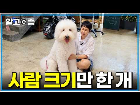 "이렇게 큰 푸들은 처음 봐요!" 왕 크니까 왕 귀여운 푸들과 유기견 20마리를 돌보며 행복하게 살아가는 천사 보호자의 하루｜세상에 나쁜 개는 없다｜알고e즘