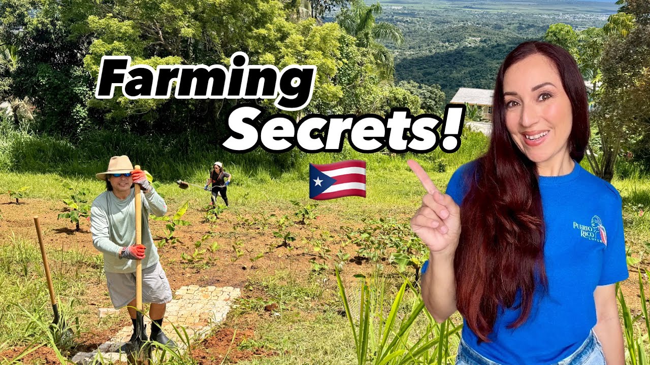 What Are They Growing at This Startup Farm in Puerto Rico? 🌱🇵🇷