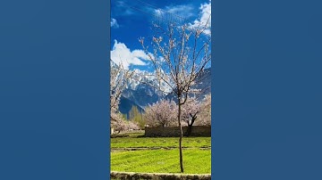 Thumbnail of Apricot Blossom🤩                                #viral #shorts #blossom