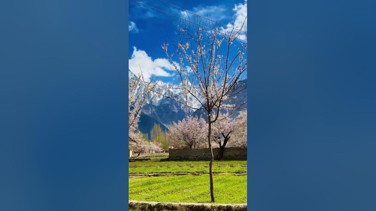 Apricot Blossom🤩                                #viral #shorts #blossom