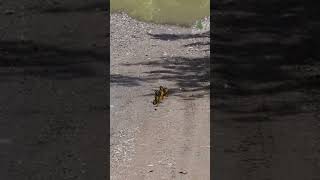 Mariposas en el camino