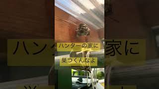 【私は宮城の終末殺蜂家】スズメバチハンター