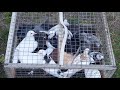 #Pigeons.Те же самые пискуны в безветренную погоду.