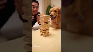 A Jenga Master's Precision Move was Beaten... By a Dog's Accidental Bump A Jenga Master's Precision Move was Beaten... By a Dog's Accidental Bump