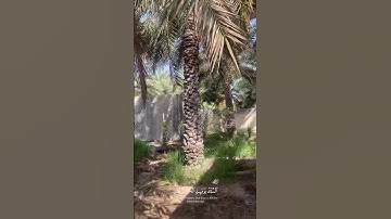 ويوم يعض الظالم على يديه - سورة الفرقان