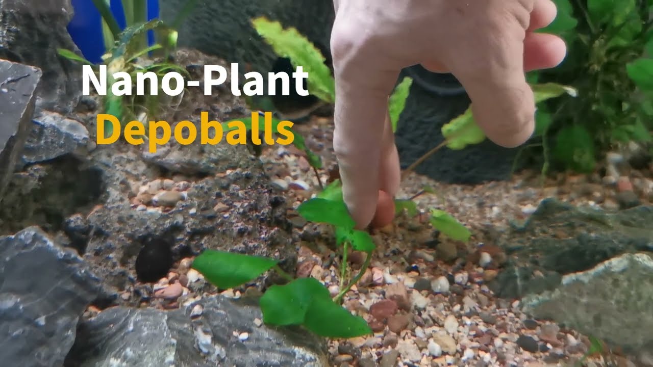 Hobby Engrais Plantes Aquatiques Laterit - 20 Boulettes Ø15mm | Nutrition Directe Aux Racines Pour Aquarium