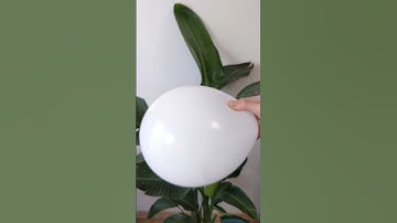 Spinning a coin and a nut inside a balloon #physics #experiment #shorts