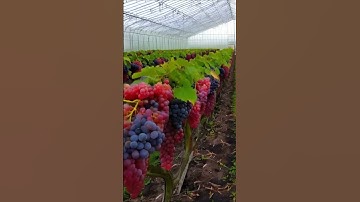 the most interesting grapes3 #wine #grapevine #grapewine #fruit #grapegrowing #farming #grapeharvest