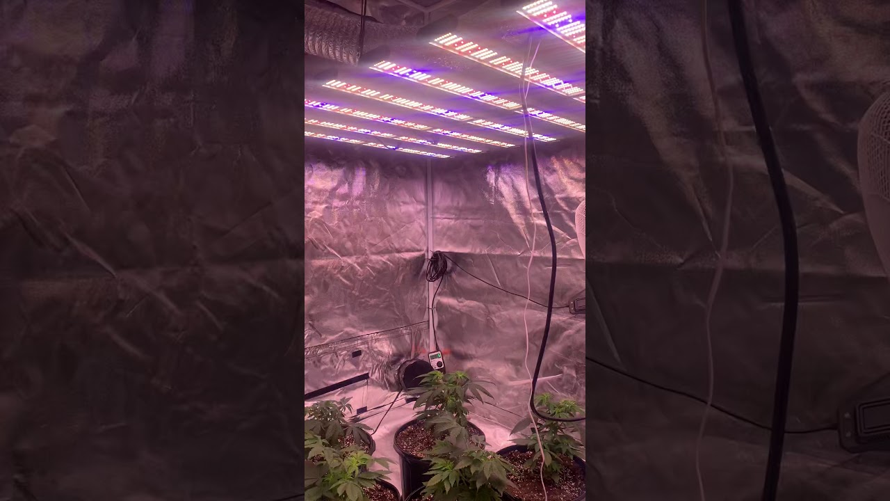 Grow tent 4x8