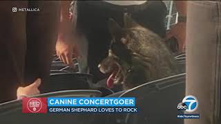 Dog escapes home, sneaks into Metallica concert