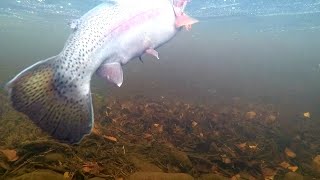 Camp Mayfly Norrefors - November 2018