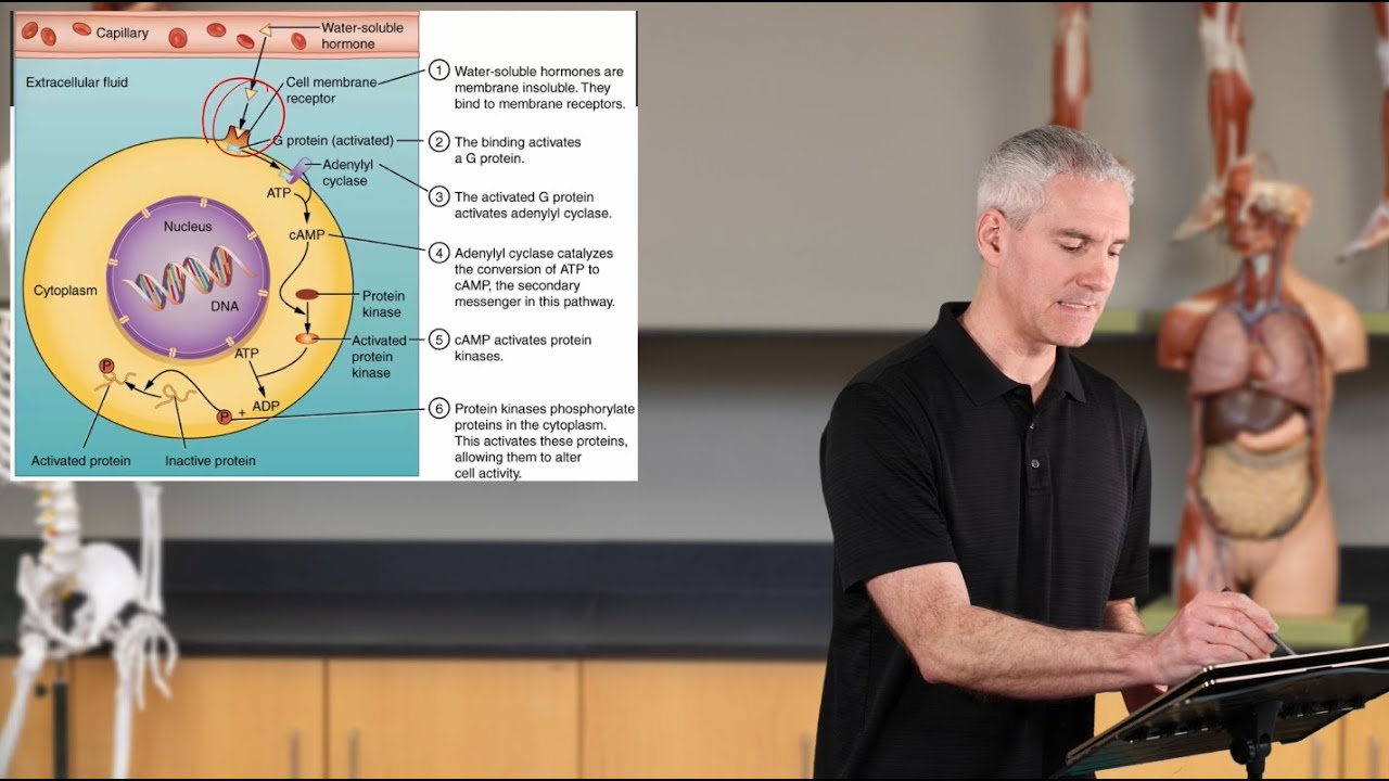 Chemical Messengers and Hormone Actions (Ch17 Endocrine - Slides06-15)
