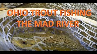 Chasing Big Ohio Brown Trout! (Mad River)