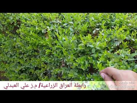 فيديو: معلومات عن زراعة أشجار الشمع الآس