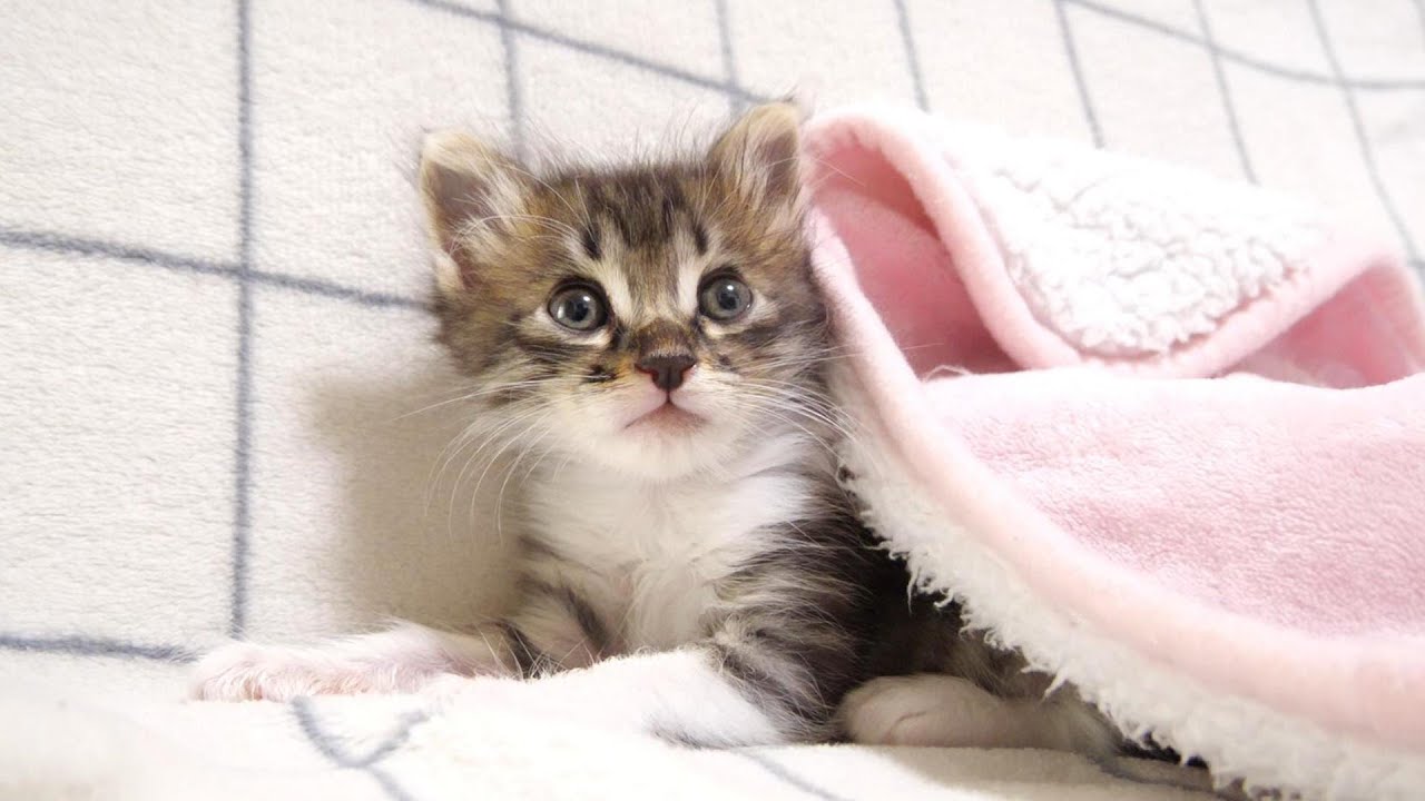 毛布が気持ちよくて眠たくなる子猫【赤ちゃん猫 保護猫】 - YouTube
