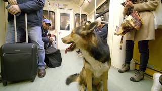 Stray dog in Moscow Metro