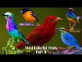 Most colorful birds in the world part 2  stunning nature  birds sounds  learn names of birds