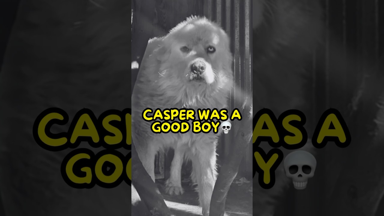 Каспер стоял на своем😤