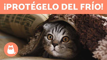 ¿Sienten frío los gatos en invierno?