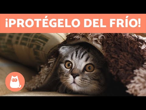 Video: Errores Que Debe Evitar El Gato En Climas Fríos