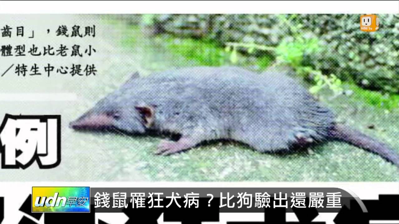 【2013.07.27】錢鼠罹狂犬病？比狗驗出還嚴重 -udn tv - YouTube