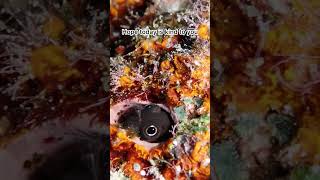 Peeking bicolor blenny - similan islands