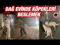 RRAENEE LAZONA İLE DAĞ EVİNDE NİNJA YAYIN
