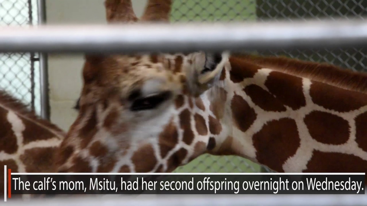 Ooh & Ahh over the new Colorado Springs baby Giraffe - YouTube