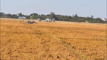 Giá lúa OM18 DT8 tăng mạnh tại Tân châu An Giang