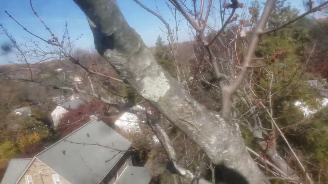 Reducing To Small Diameter Upright: Less Than 1/3 Diameter Of Parent Stem