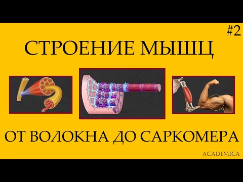 Видео: Что такое анизотропные и изотропные полосы в мышцах?