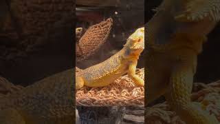 When You Know Your Bearded Dragon Is Gravid