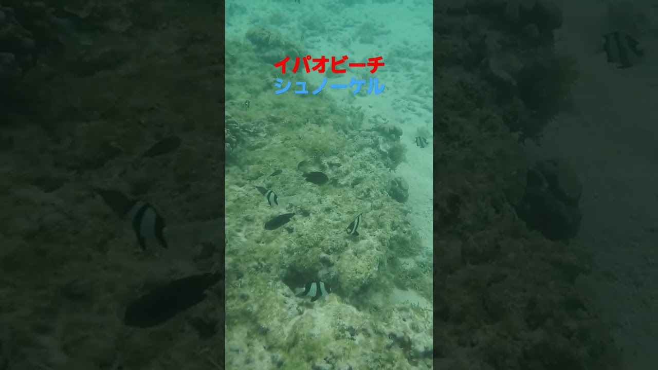 イパオビーチでシュノーケルつけて潜った 海外旅行 シュノーケリング グアム イパオビーチ Guam Ypaobeach Travel Traveladvisor Hawaii Youtube