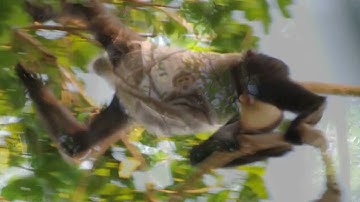 CU-Boulder grad student tracks mysterious monkey