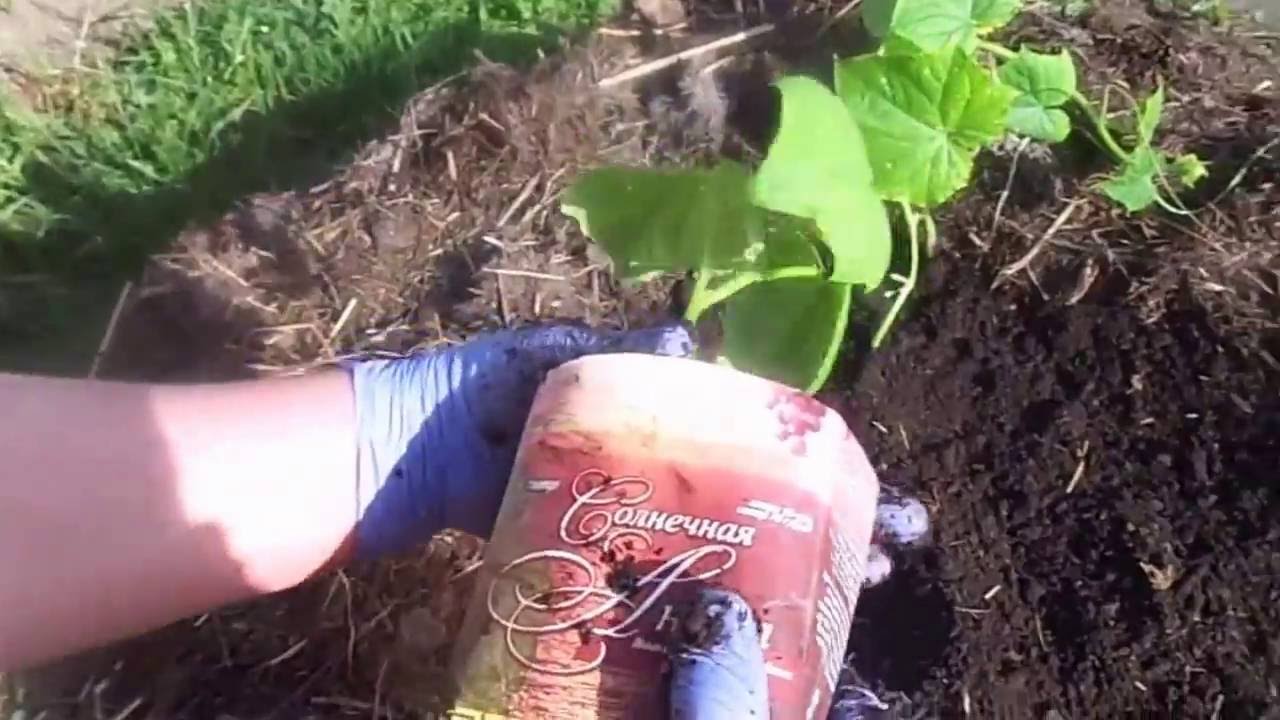 Выращивание и высадка в открытый грунт рассады огурцов Выращивание и высадка в открытый грунт рассады огурцов