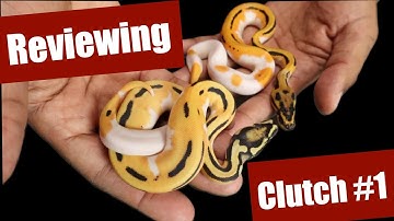 Ozzy IDing Clutch #1: Super OD Leopard Pied Het Desert Ghost x ODYB Leopard Het DG 50% Het Pied