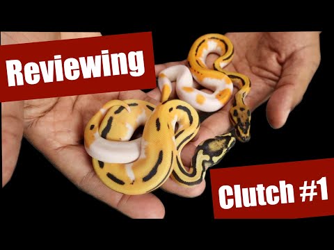 Ozzy IDing Clutch #1: Super OD Leopard Pied Het Desert Ghost x ODYB Leopard Het DG 50% Het Pied