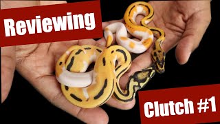 Ozzy IDing Clutch #1: Super OD Leopard Pied Het Desert Ghost x ODYB Leopard Het DG 50% Het Pied