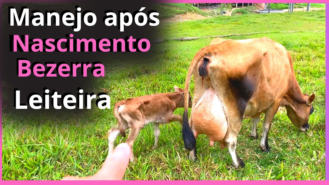 O que fazer após o nascimento da bezerra de leite.