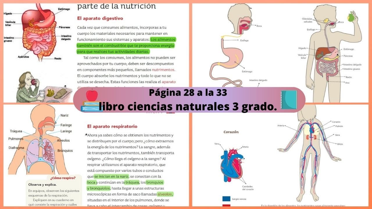 Libro De Texto De Ciencias Naturales Tercer Grado www.youtube.com