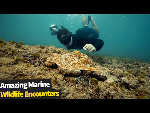 15 Incredible Marine Wildlife Encounters | Amazing Ocean Life