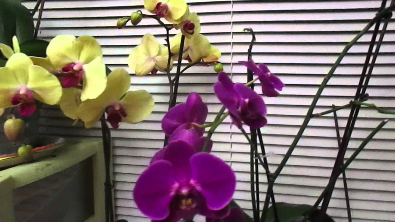 Моя слабость - орхидеи.