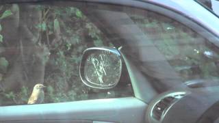 Birdbrain! Sparrow fighting its own reflection in car door mirror.