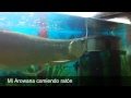 Arowana comiendo raton