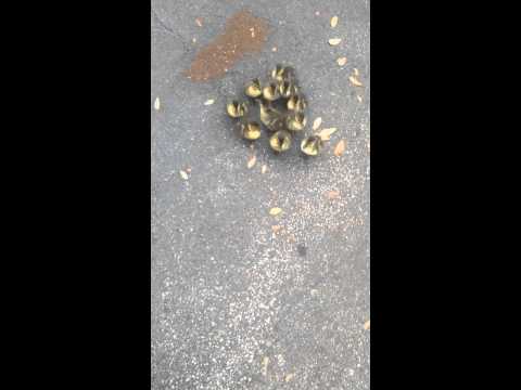 Ducklings Think I'm their mom!!!